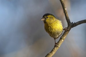 Sunlit siskin