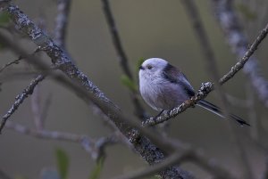 Swedish Long-tailed Tit