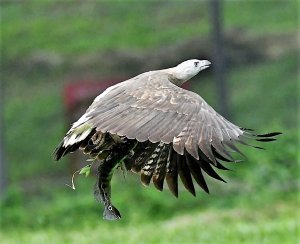 Grey-headed fish eagle caught a fish