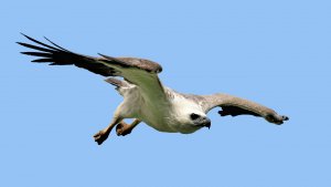 White-bellied Sea Eagle looking for fish