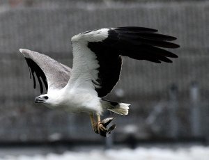 White-bellied sea eagle caught a Cat fish