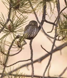 Northern Pygmy Owl