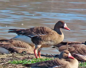 Tule Greater White-fronted Goose (Anser albifrons elgasi)