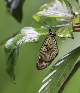 Anteas Actinote Butterfly.jpg