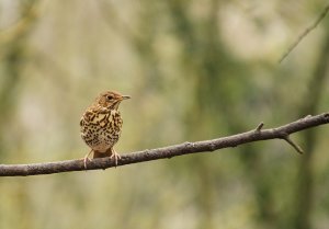 Song Thrush - Turdus philomelos.jpg