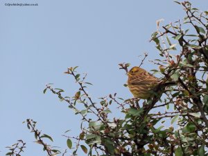 Yellowhammer