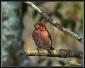 Should be called Raspberry Finch