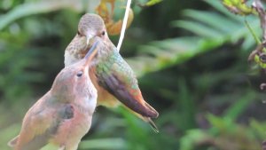 Hummingbird feeding her chicks in GGP
