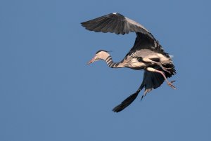 Dappled Heron