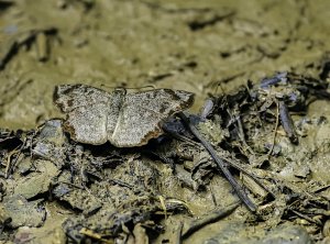 Common Spurwing Skipper