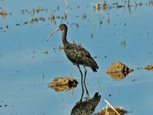 Glossy Ibis