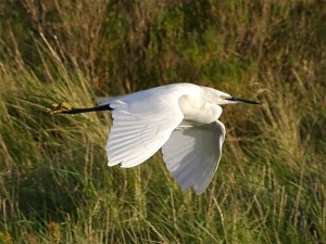 Little Egret