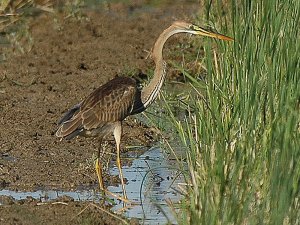 Purple Heron (juv)