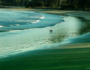 Australia Pied Oystercatchers on the beach
