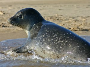 Grey Seal pup