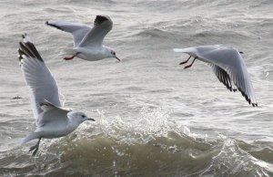 common/black-headed gulls