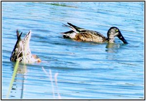 Shoveler drake