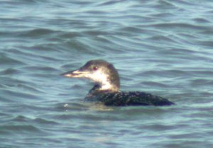 great northern diver