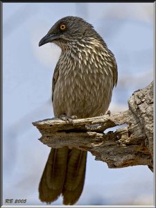 Arrow-marked Babbler