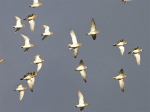 Golden Plover