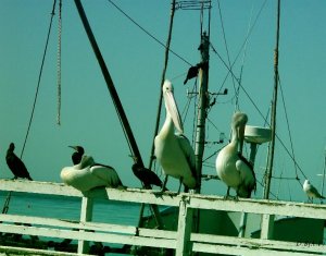 Australian Pelicans,Great Cormorants and Silver Gull