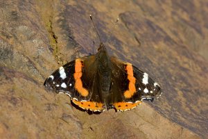 Red Admiral