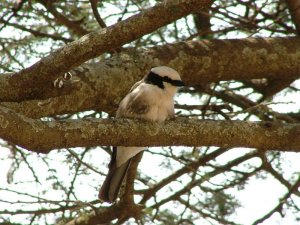 Northern White-crowned Shrike