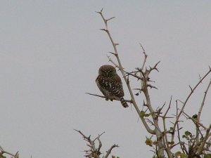 Pearl-spotted Owlet