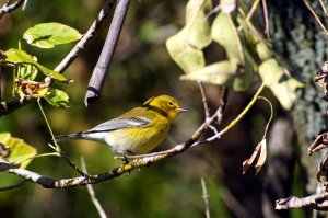 Pine Warbler