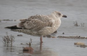 Juvenile Great Black-backed Gull