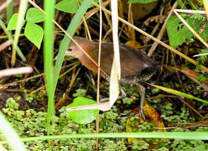 White-throated Crake