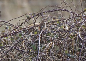 Eastern Stonechat sp poss female  Saxicola stejnegeri  NWT Holm Dunes