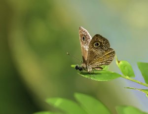 Tullius Metalmark