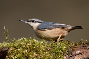 nuthatch