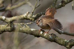 wren