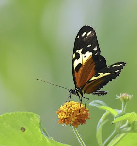 Hecale Longwing