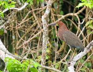 Rufescent Tiger-Heron