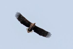 White-tailed Eagle