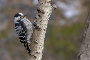 Lesser Spotted Woodpecker