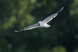 Black Headed Gull in summer plumage (?)