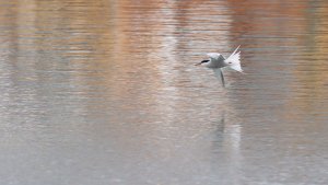 common tern with a touch of Monet