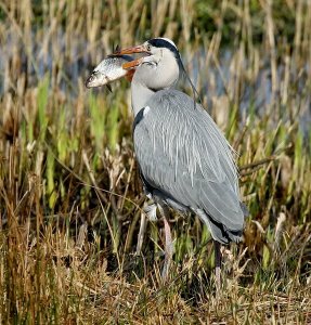 grey heron ardea cinerea with his dinner.jpg