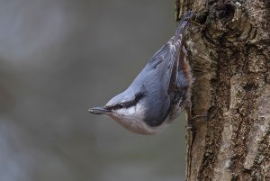 Nuthatch with seed