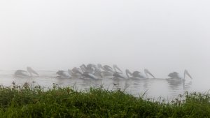 Pelicans in the fog