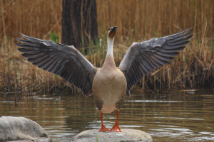 A swan goose airing its wings