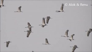 Talchhapar - 15 : Amazing Wildlife of India by Renu Tewari and Alok Tewari Demoiselle Crane group flying and calling