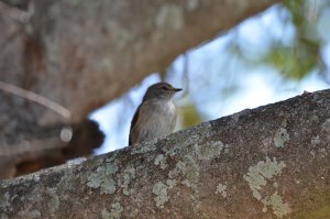 Ashy Flycatcher at work