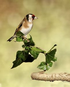 Goldfinch with style