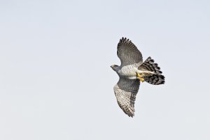 Goshawk 2