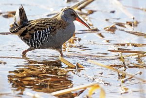 Backlit Water Rail